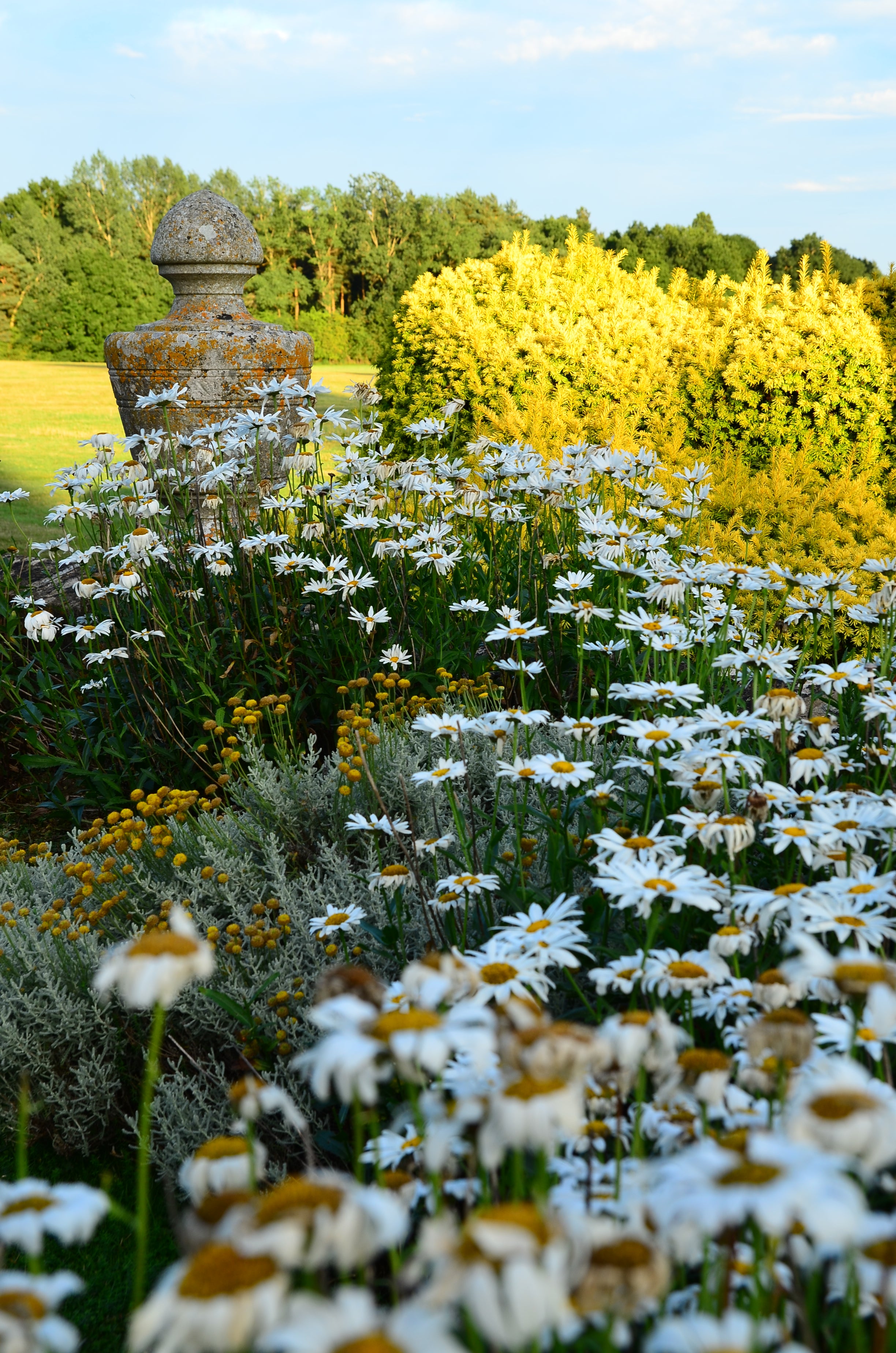 Watercolor Floral Daisy Garden iPhone Case